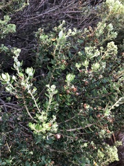 Phylica buxifolia