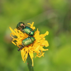 Cryptocephalus aureolus