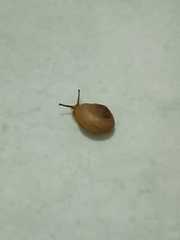 Helicina