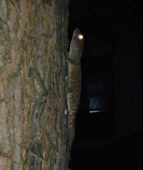 Gekko gecko