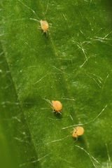 Deuterosminthurus pallipes