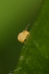 Deuterosminthurus pallipes