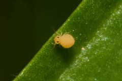 Deuterosminthurus pallipes