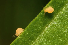 Deuterosminthurus pallipes