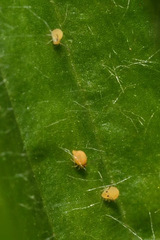 Deuterosminthurus pallipes