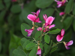 Lespedeza thunbergii