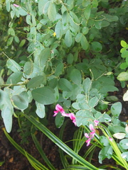 Lespedeza thunbergii