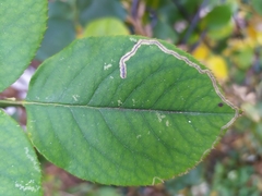 Stigmella anomalella