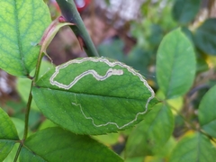 Stigmella anomalella