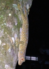 Gekko gecko