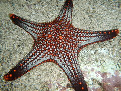 Pentaceraster cumingi