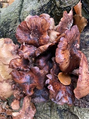 Fungi