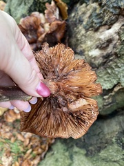 Fungi