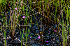 Genlisea hispidula