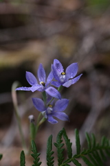 Thelymitra paludosa
