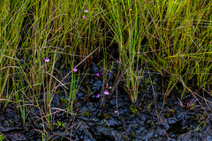 Genlisea hispidula