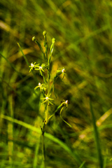 Habenaria woodii