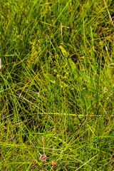 Habenaria woodii