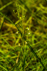 Habenaria woodii