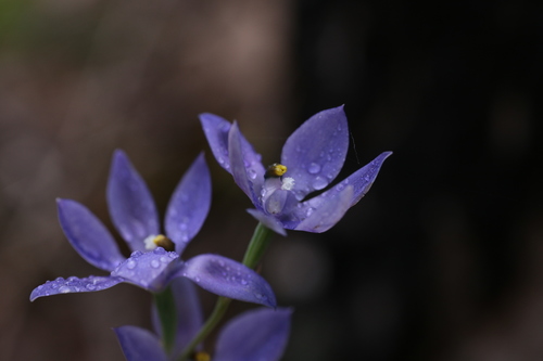 Image of Thelymitra paludosa by (c) Hugo Innes, some rights reserved (CC BY)