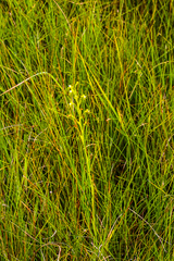 Habenaria woodii