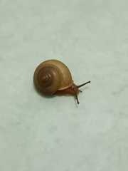 Helicina
