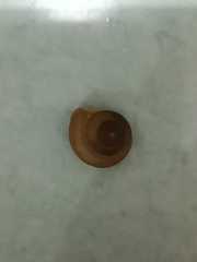 Helicina