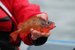 Norway Haddock photo 5