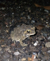 Duttaphrynus melanostictus