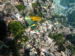 Thalassoma hebraicum