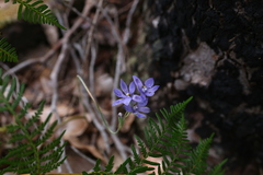 Thelymitra paludosa