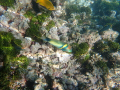 Thalassoma hebraicum