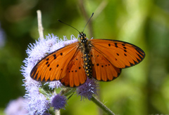 Acraea zitja