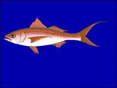 Flame Snapper photo 4