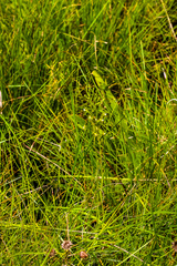 Habenaria woodii