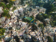 Thalassoma hebraicum