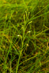 Habenaria woodii