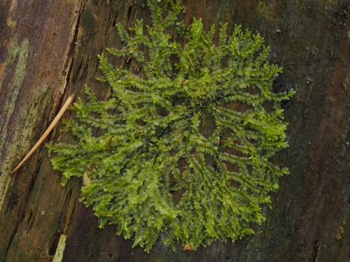 Įvairialapė gludutė nuotrauka