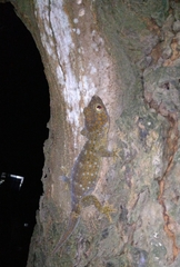 Gekko gecko