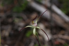 Caladenia abbreviata