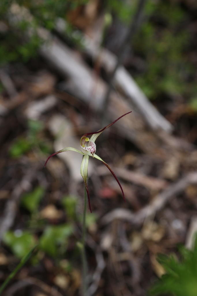 Caladenia abbreviata