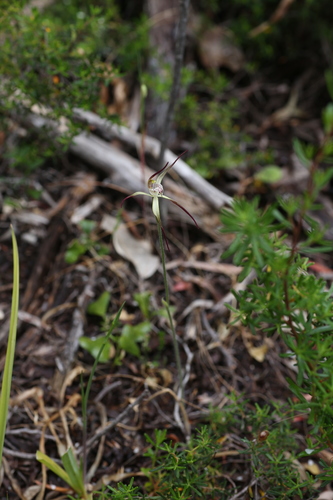 Image of Caladenia abbreviata by (c) Hugo Innes, some rights reserved (CC BY)