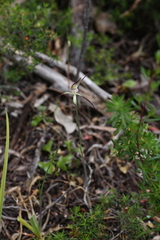 Caladenia abbreviata