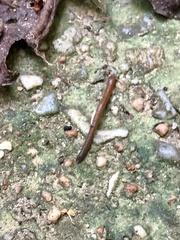 Haemadipsa zeylanica