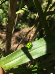 Coptocycla adamantina