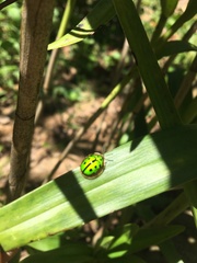 Coptocycla adamantina