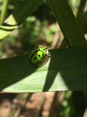 Coptocycla adamantina