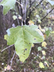 Populus alba
