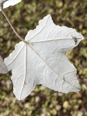 Populus alba