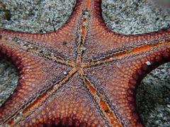 Pentaceraster cumingi